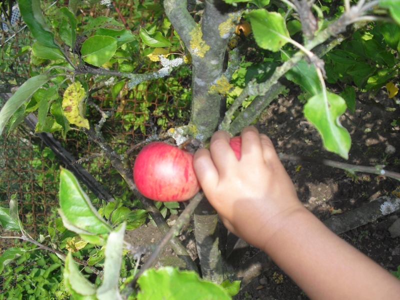 Apfelernte im Schrebergarten